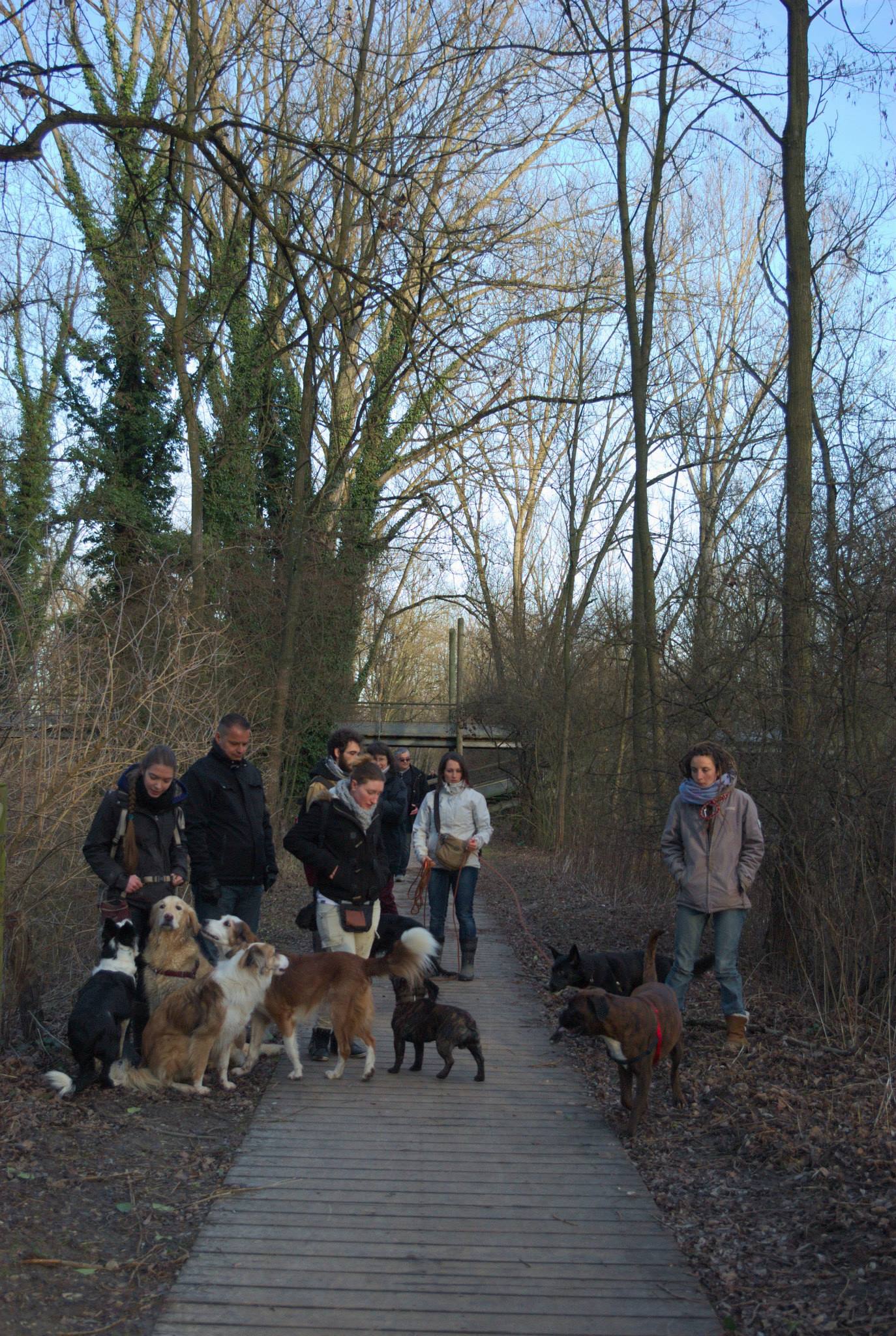 éducation et dressage de chiens Savoie